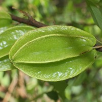 Averrhoa carambola L.